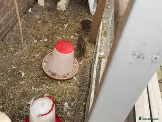 Mixed Breed birds Quail and rooster - Advert 1