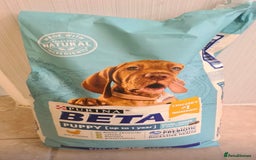 Staffordshire Bull Terrier dogs for sale: Pure blue staffy puppies ready to go - Image 17