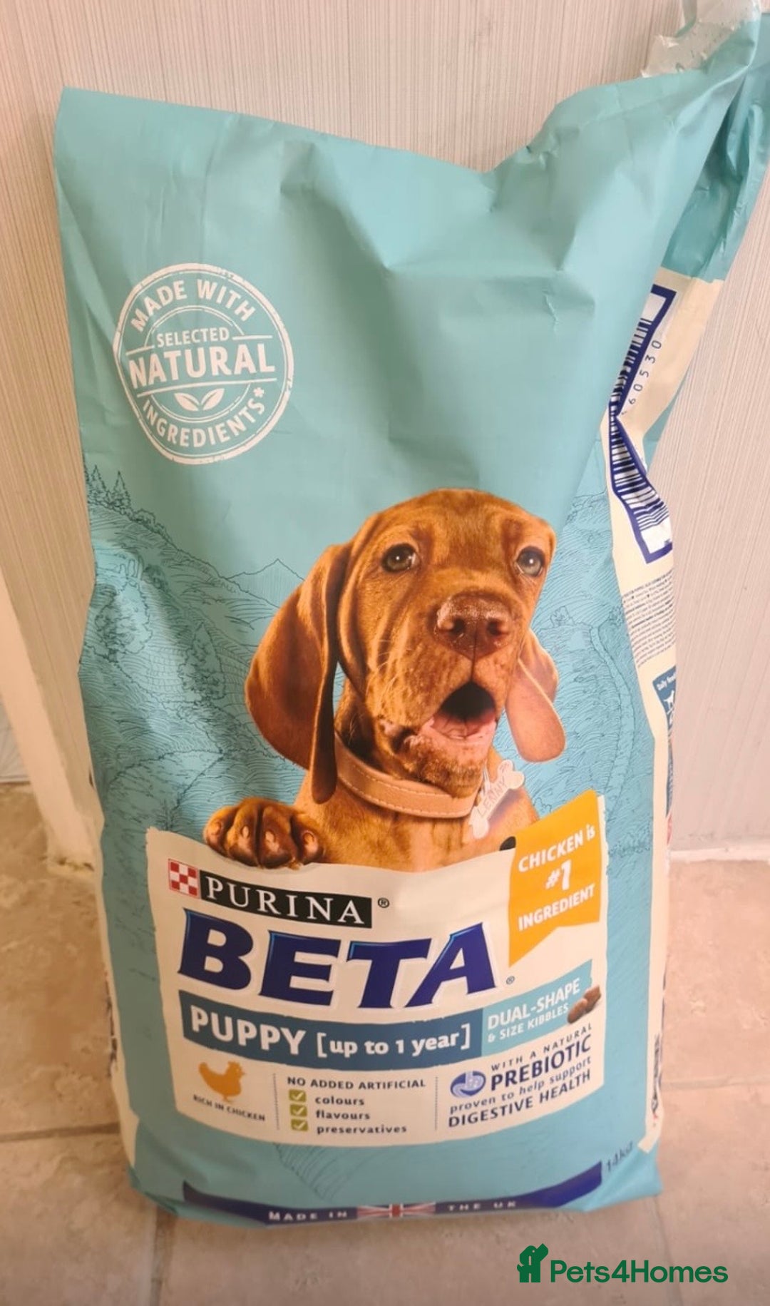 Staffordshire Bull Terrier dogs for sale: Pure blue staffy puppies ready to go - Image 17