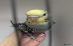 Budgerigars birds for sale: Baby budgies and starter cage  - Image 12