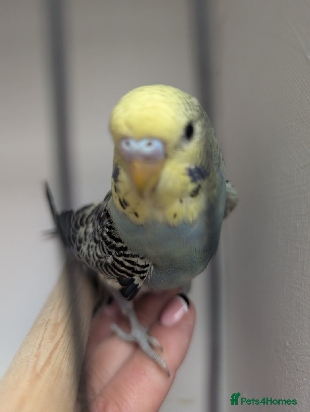 Budgerigars birds for sale: Baby budgies and starter cage  - Image 12
