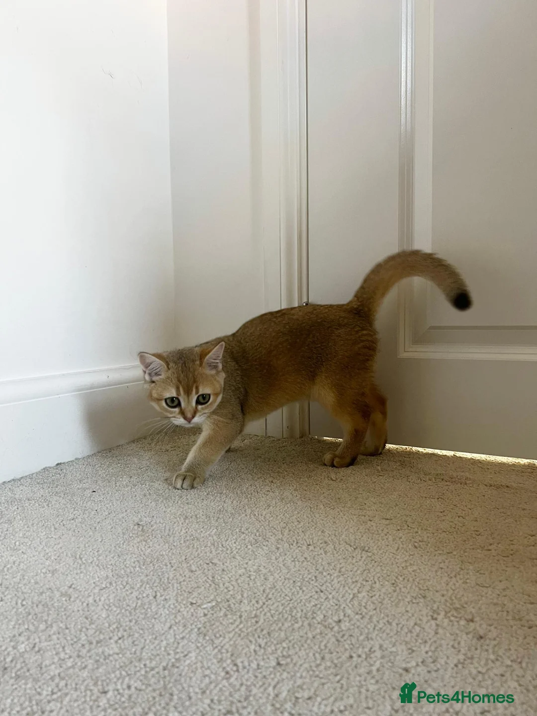 British Shorthair cats for sale: (LAST KITTEN) TICA BSH Golden Shaded Boy – Toasty - Advert 2