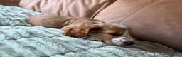 Cocker Spaniel dogs for sale: A gorgeous Spaniel boy  - Advert 11