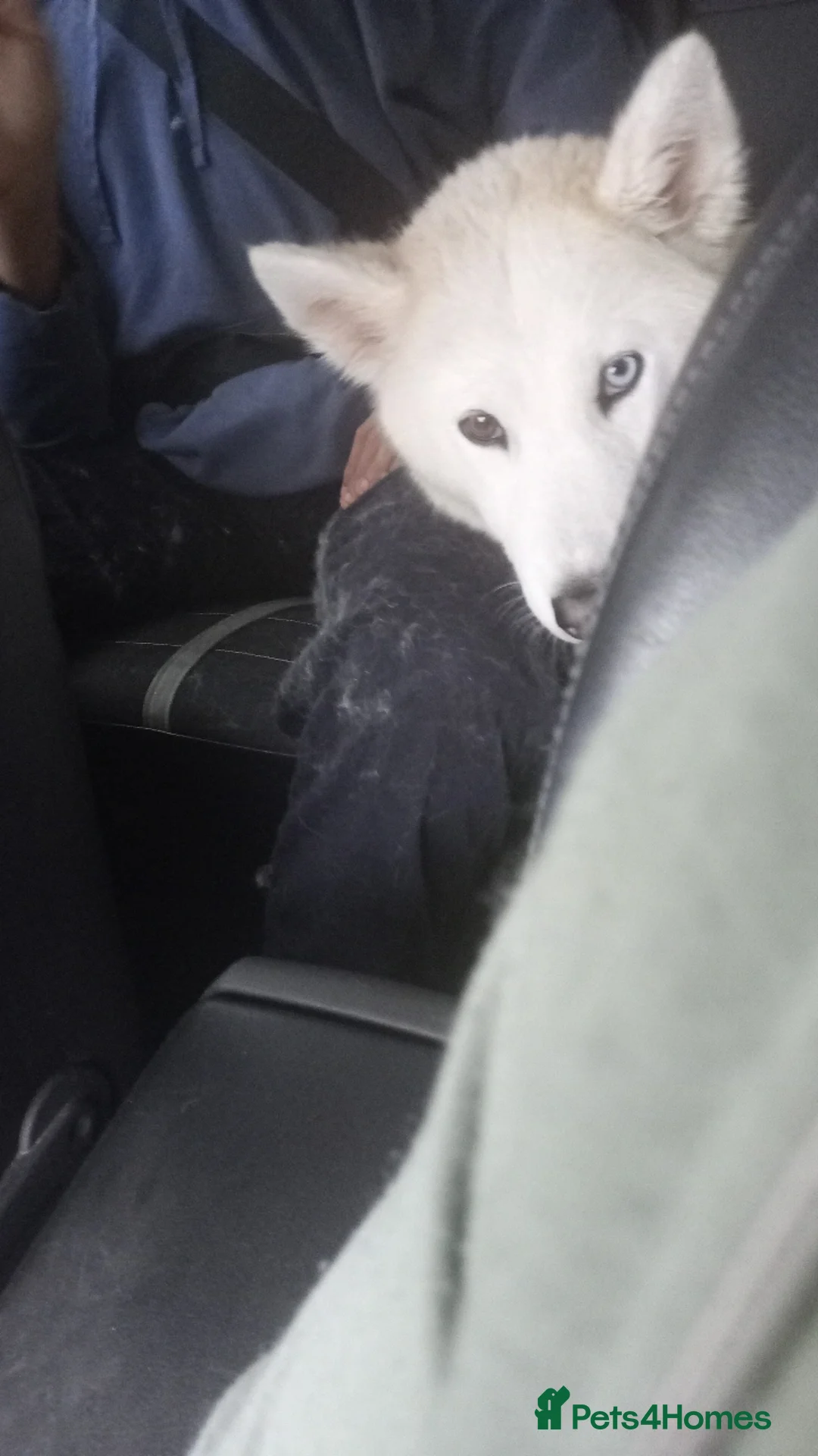 Siberian Husky dogs for sale: White and Golden Siberian Husky in Blackpool - Image 2
