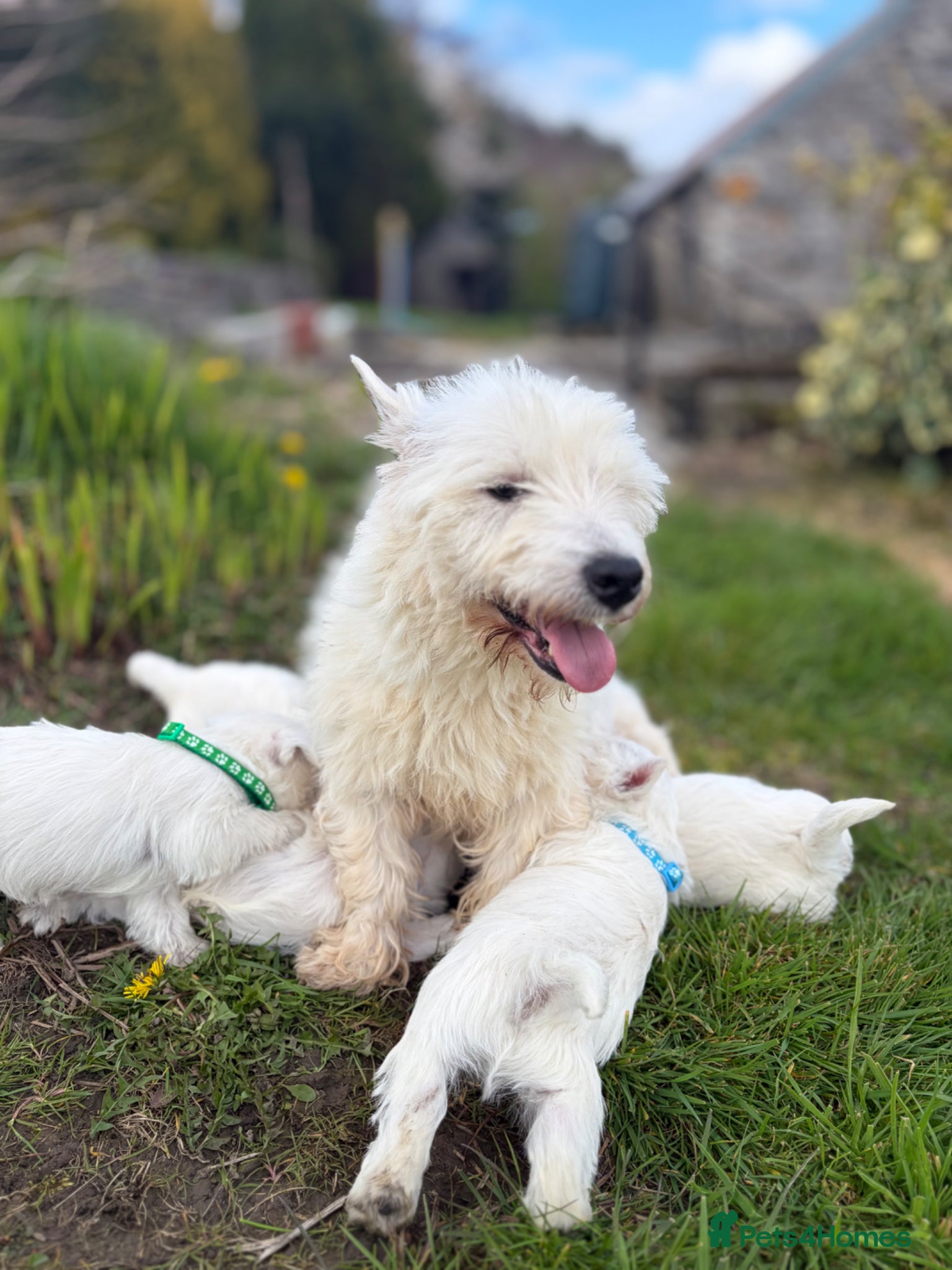 West Highland Terrier dogs Quality KC registered West Highland Terrier Pups - Advert 2
