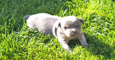 Jack Russell dogs - Advert 5