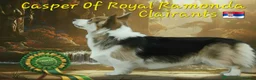 Welsh Corgi Pembroke dogs for sale: Fully Vac, KC Papers Ready, waiting to love YOU!! - Advert 23