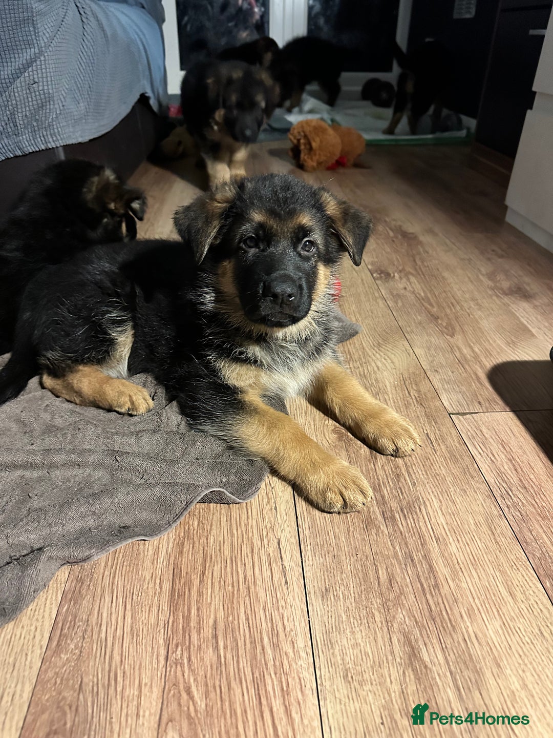 German Shepherd dogs for sale: KC show line German Shepherd puppies - Image 24