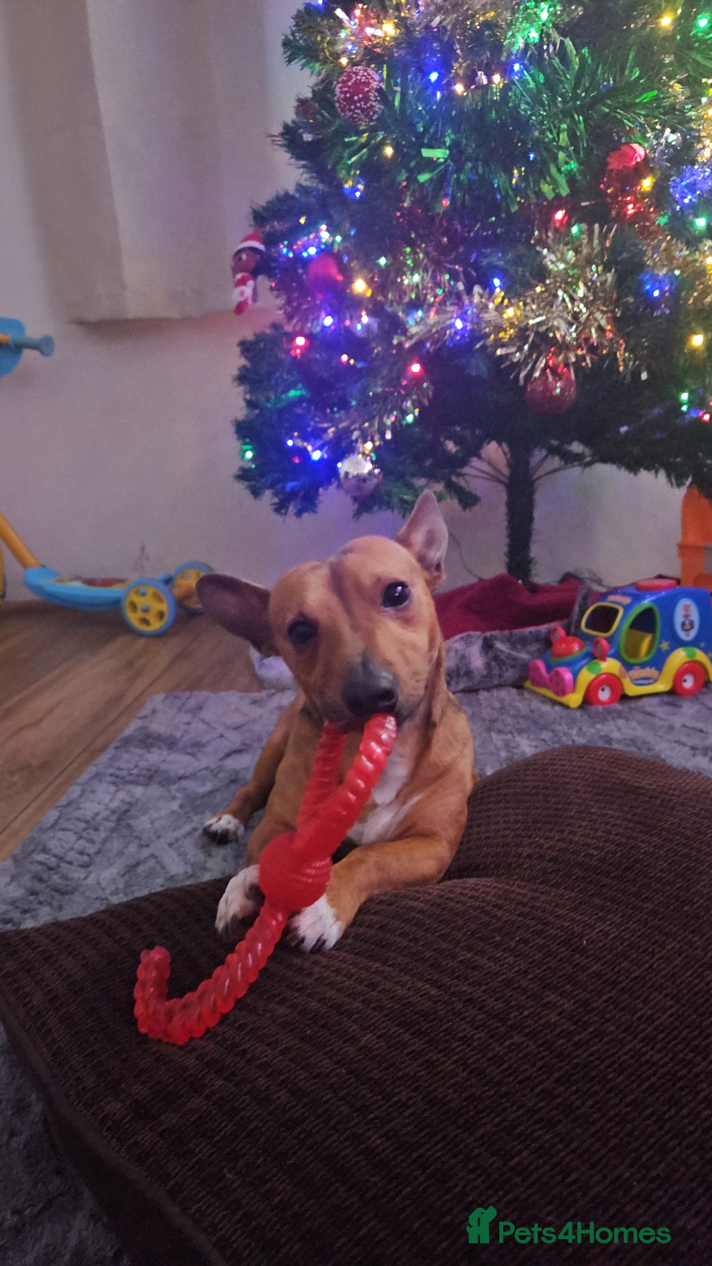 Jack Russell dogs Short leg jack russel for rehoming  - Advert 6