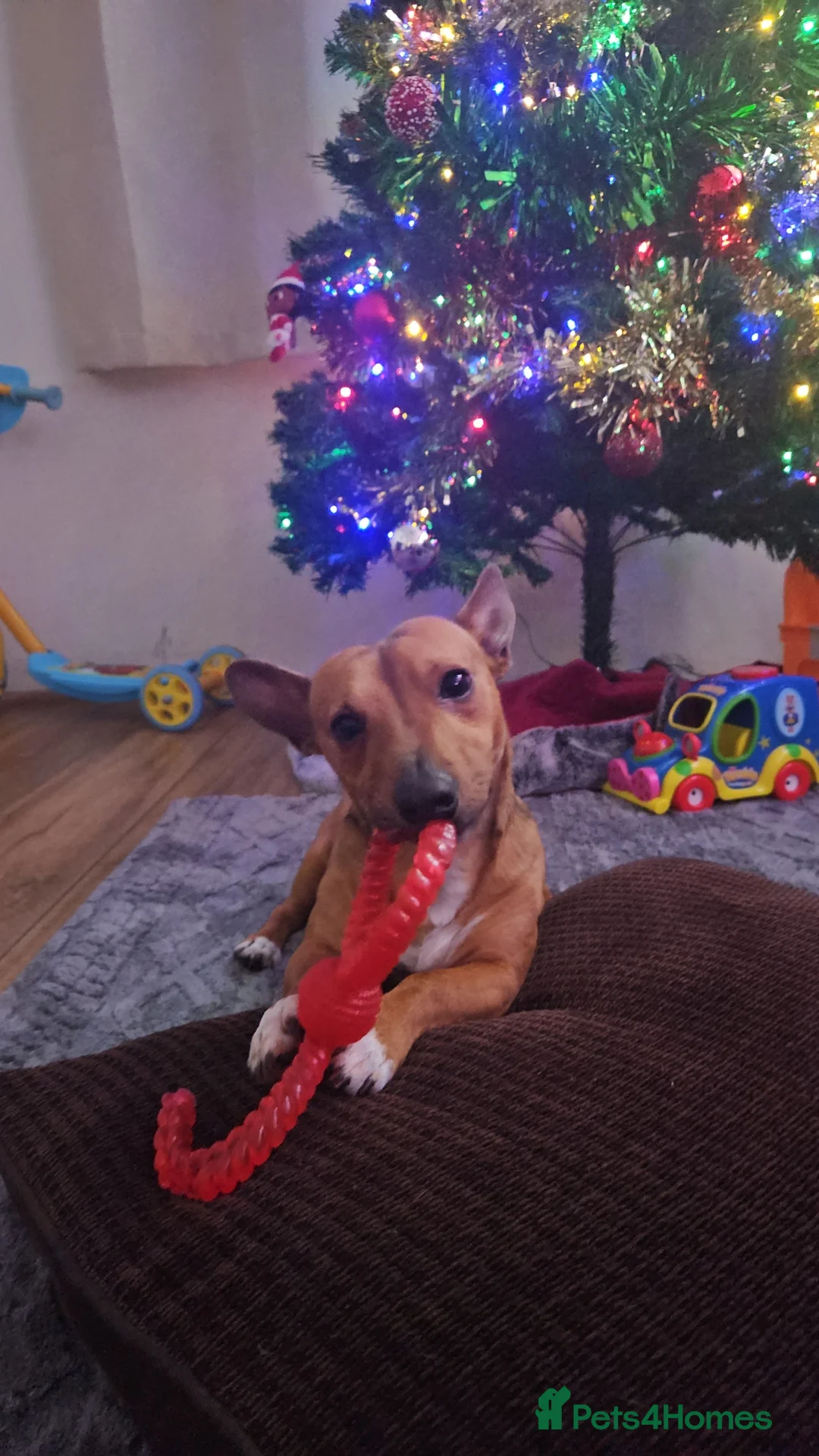 Jack Russell dogs for sale: Short leg jack russel for rehoming  - Advert 1