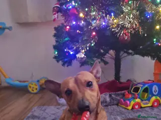 Jack Russell dogs Short leg jack russel for rehoming - Advert 2