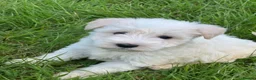 Miniature Schnauzer dogs for sale: Stunning, healthy BVA/MAC screened mini schnauzers - Advert 8