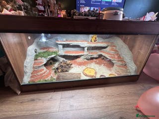 Leopard Gecko reptiles Female leopard geko three years old - Advert 7