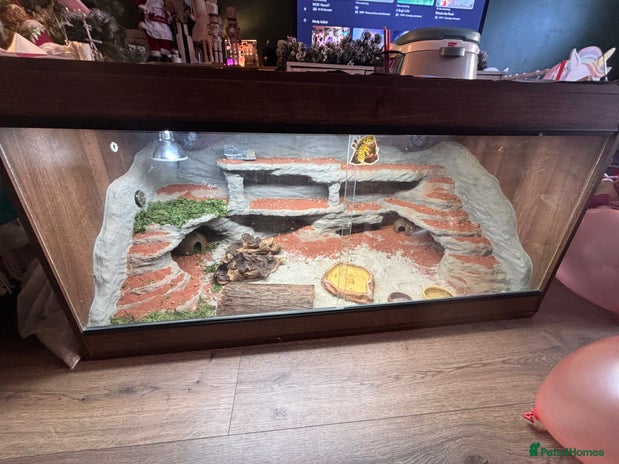 Leopard Gecko reptiles Female leopard geko three years old - Advert 1