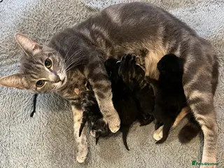 British Shorthair cats Kitten boy - Advert 7