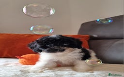 Cockapoo dogs for sale: Best Friend Sofa Companions 🥰 Fully vaccinated  - Image 9