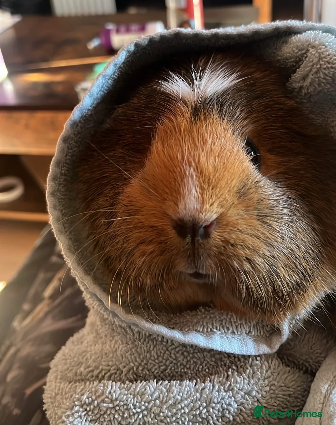 Guinea Pig rodents for sale: Cuddly and Sassy Miss Gigi - Advert 1