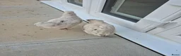 Mixed Breed birds for sale: Chicks total 8 of various ages from 2 weeks8 weeks in Kettering - Advert 3