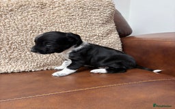 Mixed Breed dogs for sale: Beautiful mixed breed puppy - Image 3