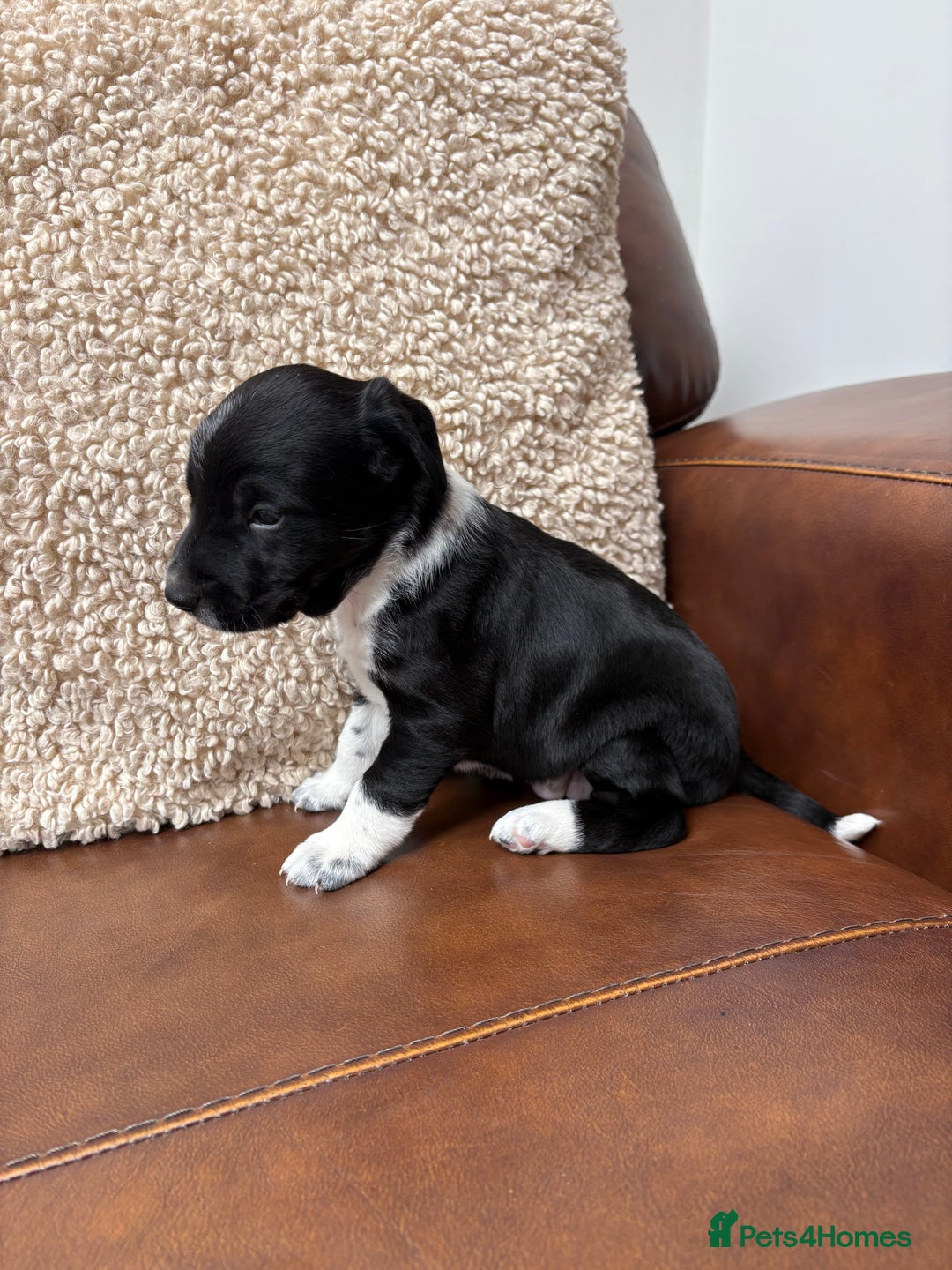 Mixed Breed dogs for sale: Beautiful mixed breed puppy - Image 3