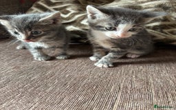 Mixed Breed cats for sale: Kittens for sale  - Image 1