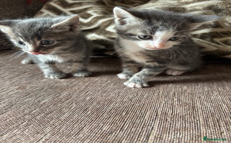 Mixed Breed cats - Advert 1