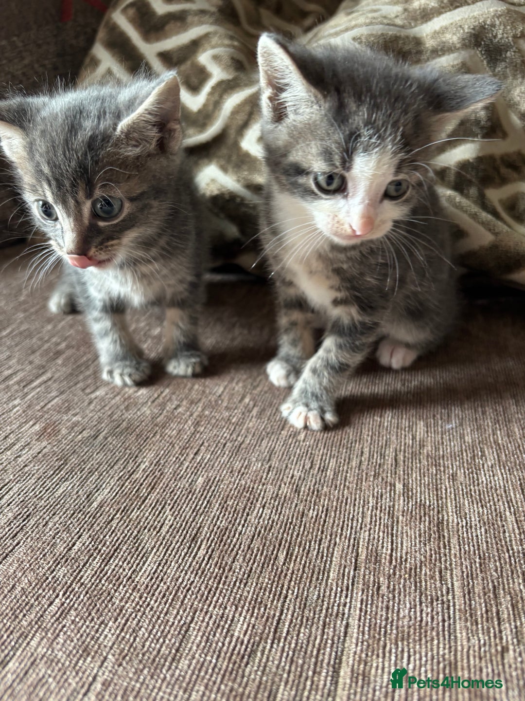 Mixed Breed cats for sale: Kittens for sale  - Image 1