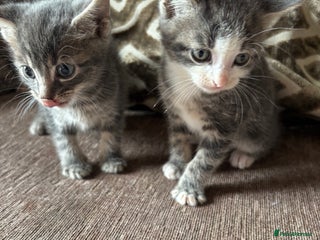 Mixed Breed cats - Advert 4