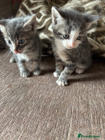 Mixed Breed cats - Advert 13