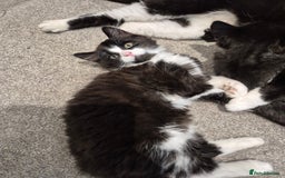 Mixed Breed cats for sale: Kittens for sale - Image 1