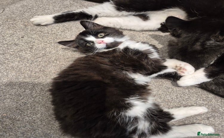 Mixed Breed cats - Advert 15