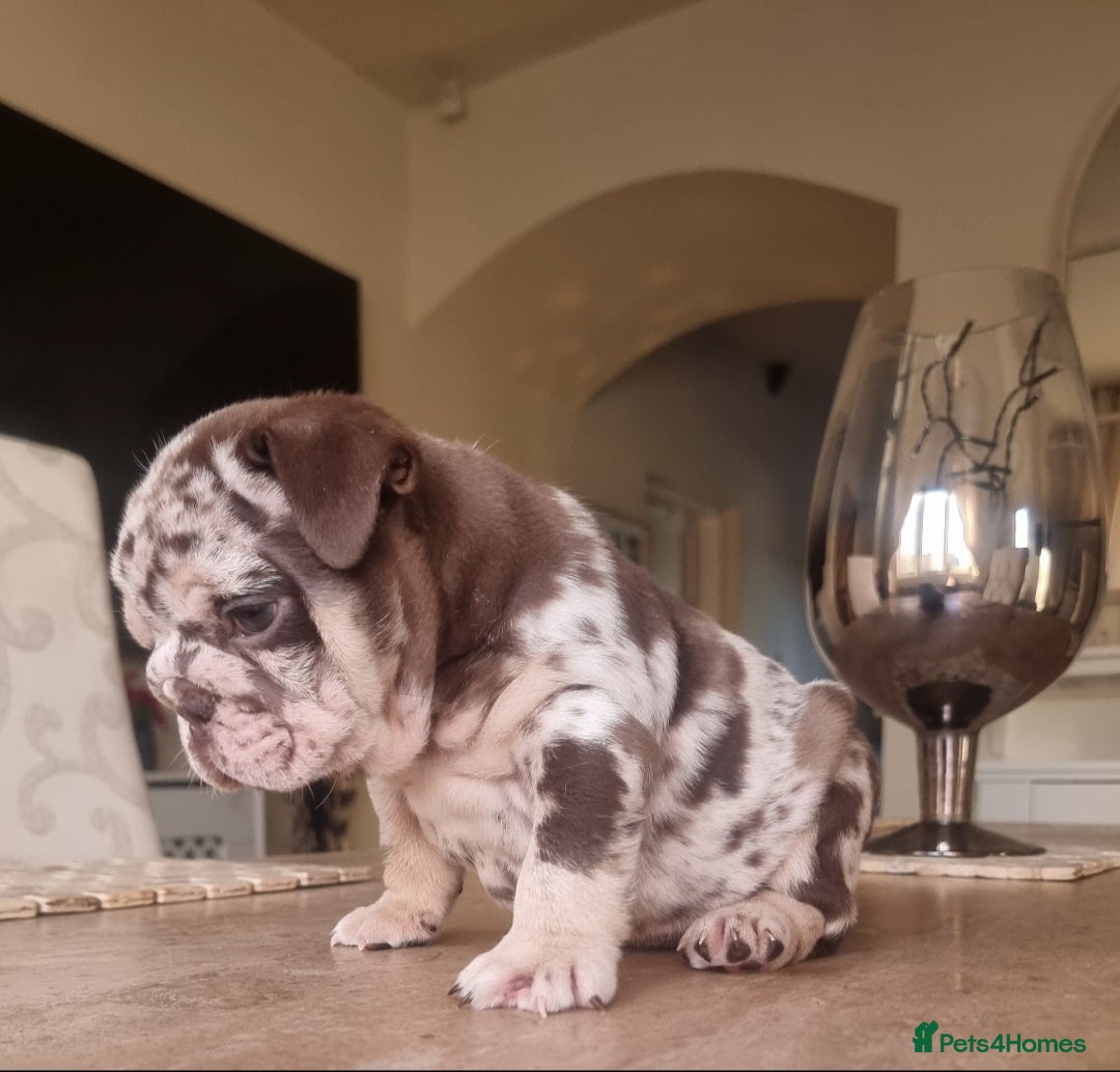 English Bulldog dogs for sale: Beautiful bulldog puppies - Advert 13