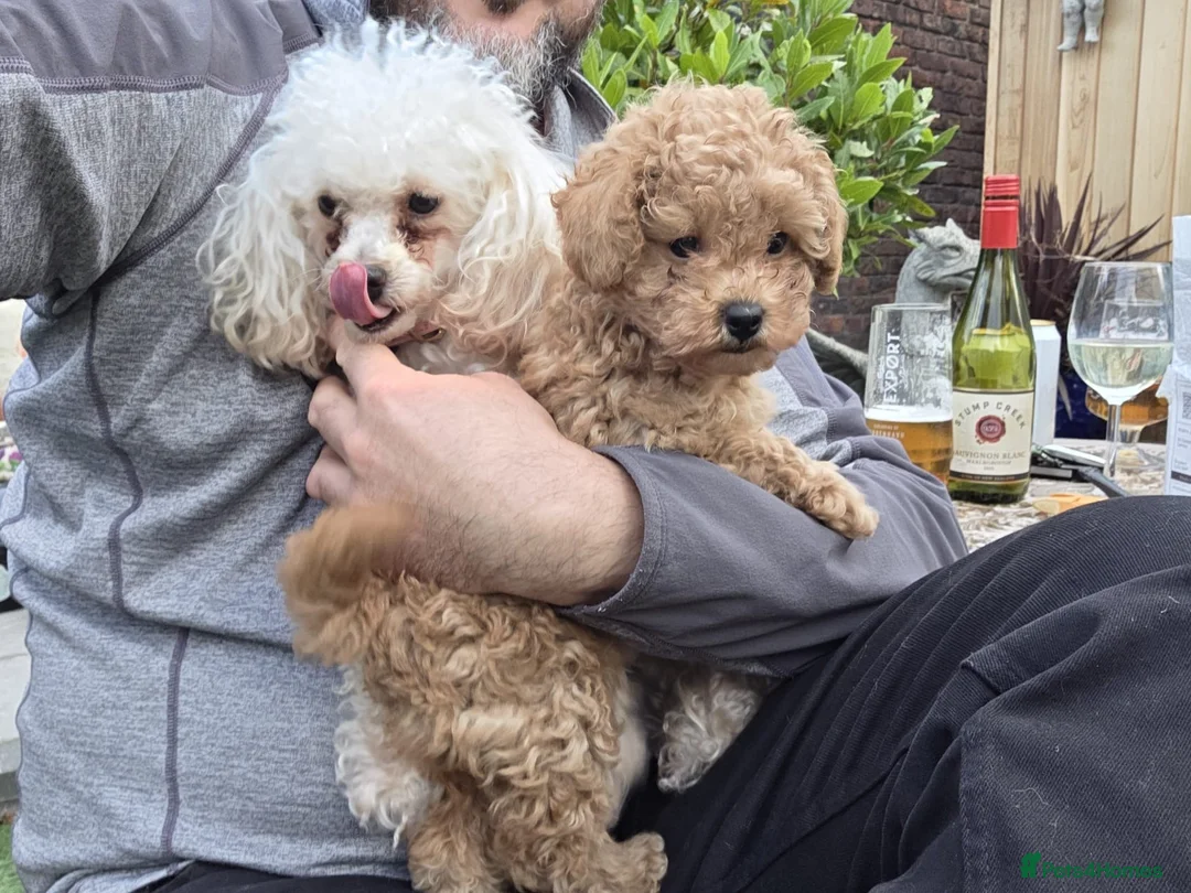 Toy Poodle dogs for sale: Toy poodle little girl (KC registered ) - Advert 6