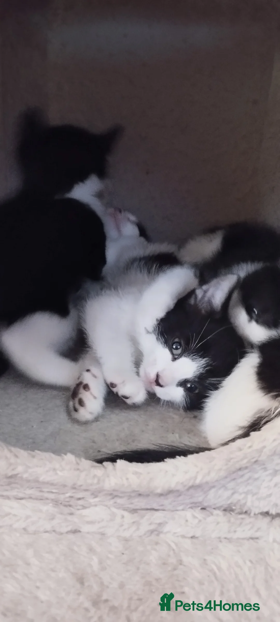 British Shorthair cats for sale: Lovely kittens search new homes - Advert 2