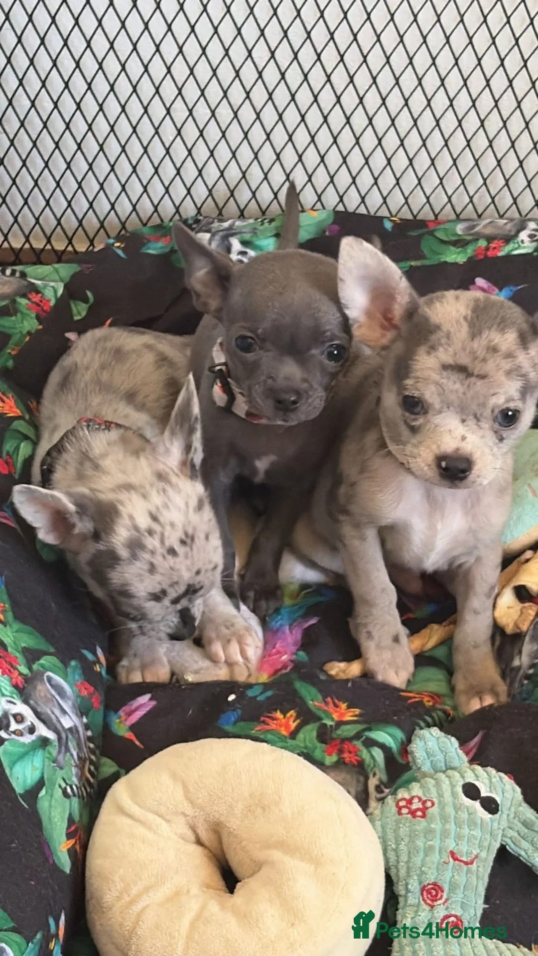 Chihuahua dogs for sale: 6 beautiful chihuahuas  - Advert 2