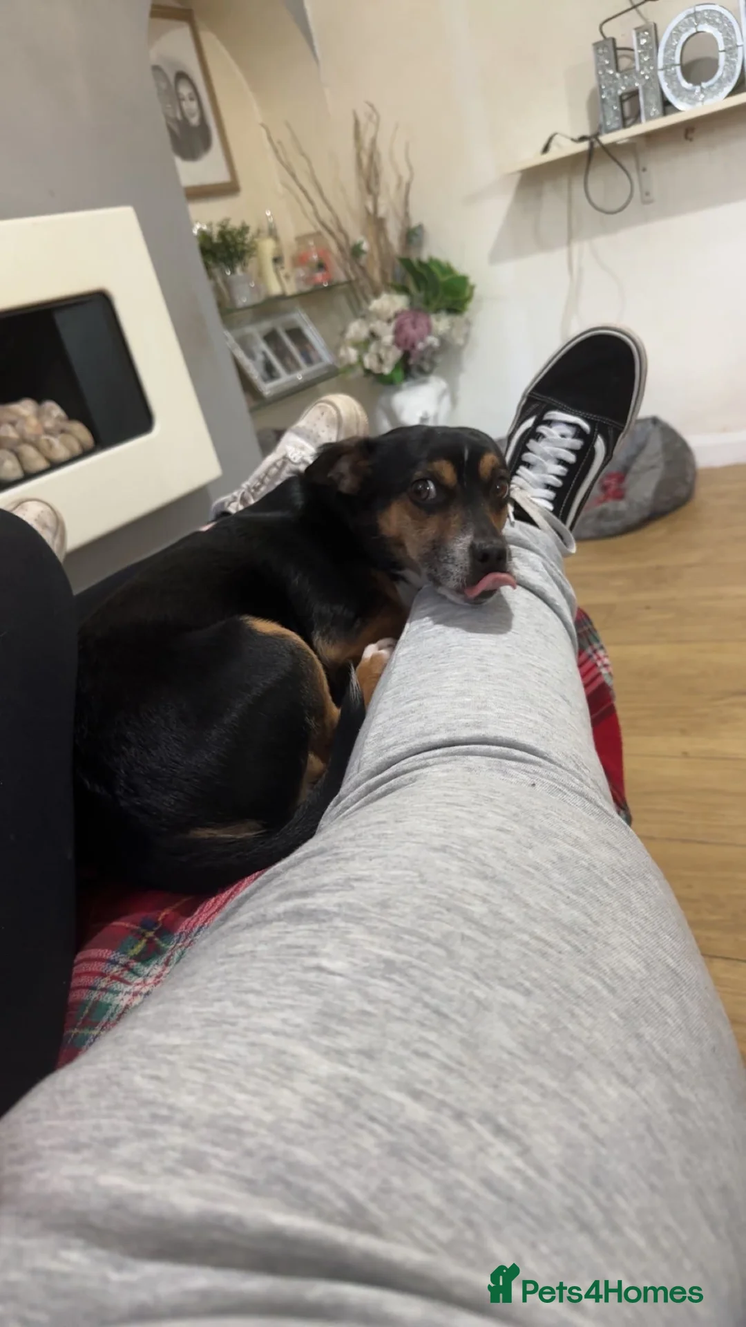 Jack Chi dogs for sale: Jack russel x  in Grantham - Advert 2