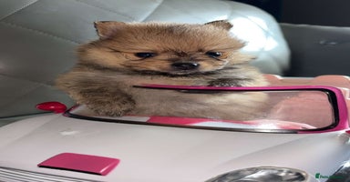 Pomeranian dogs - Advert 8
