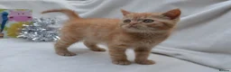 Persian cats for sale: (1 LEFT) Adorable Purebred Persian Kittens!!! - Advert 4