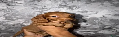 Miniature Dachshund 2