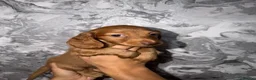 Miniature Dachshund dogs for sale: Kc registered long haired miniature dachshunds  in Warrington - Advert 4