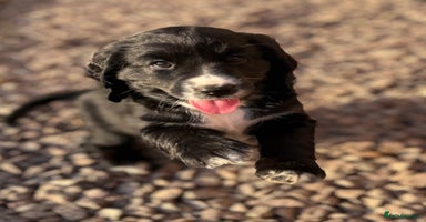 Cockerdor dogs - Advert 4