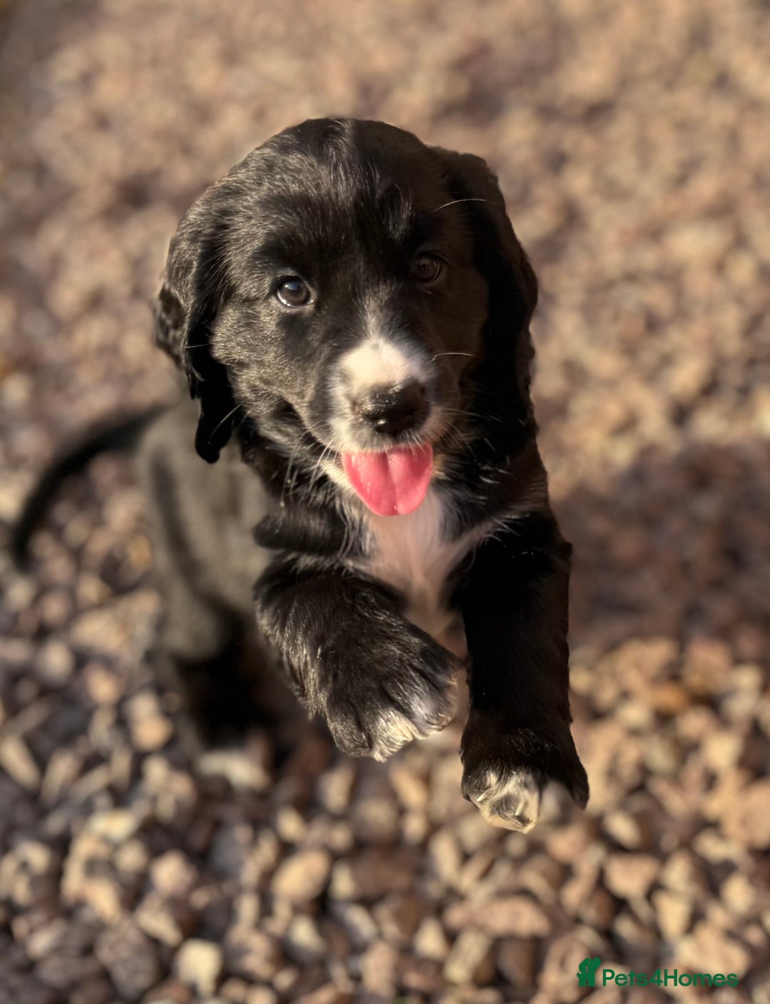 Cockerdor dogs for sale: Cockerdor puppies ready 10th October.  - Image 3