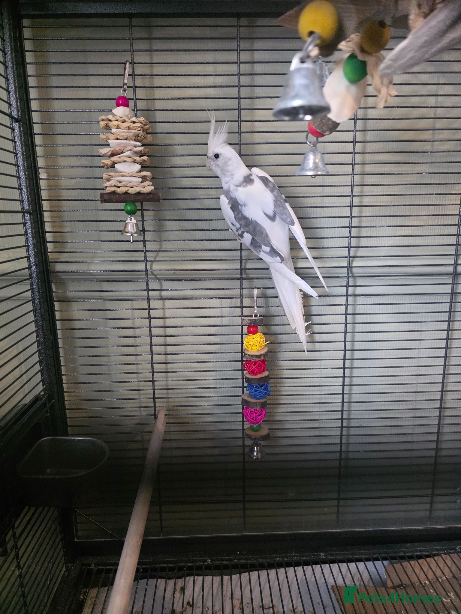 Cockatiels birds 5-6 month old cockatiel white and grey  - Advert 1