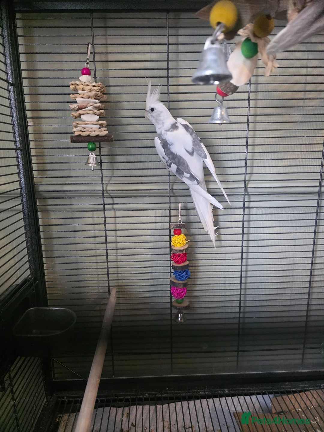 Cockatiels birds for sale: 5-6 month old cockatiel white and grey  - Advert 1