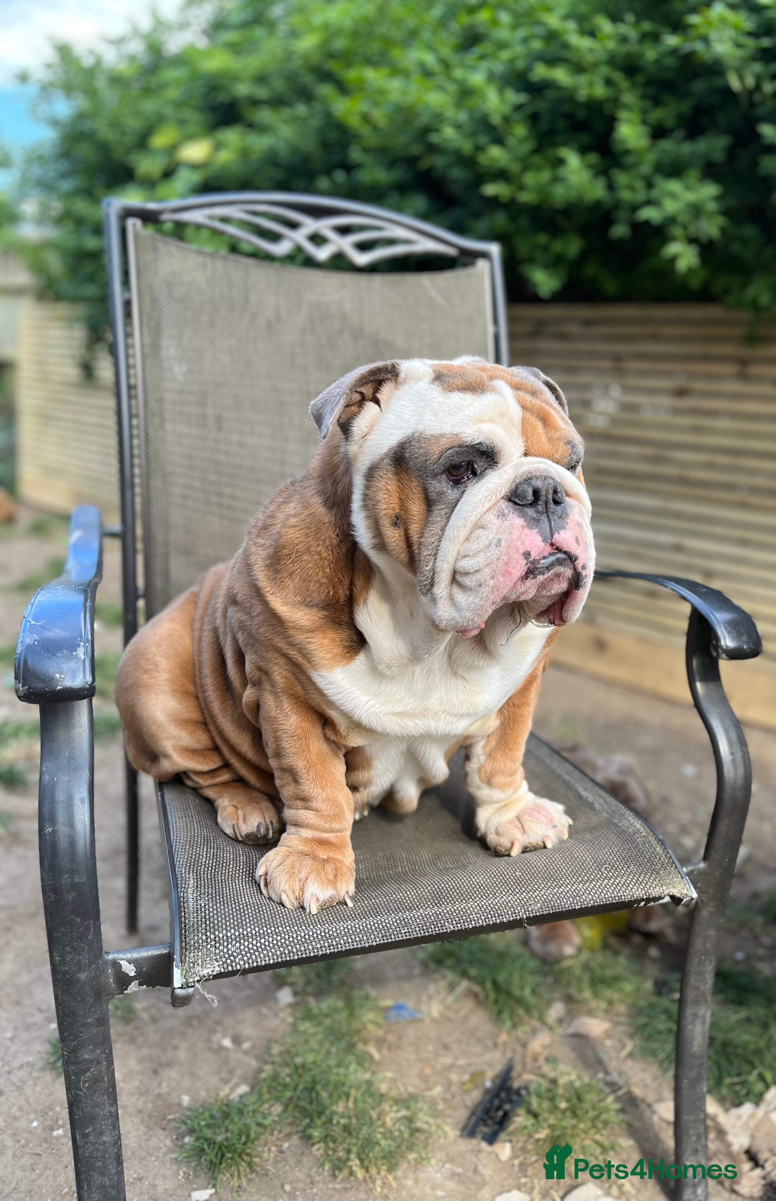 English Bulldog dogs Beautiful English bulldog for stud  in Margate - Advert 2