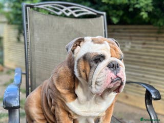 English Bulldog dogs Beautiful English bulldog for stud in Margate - Advert 16