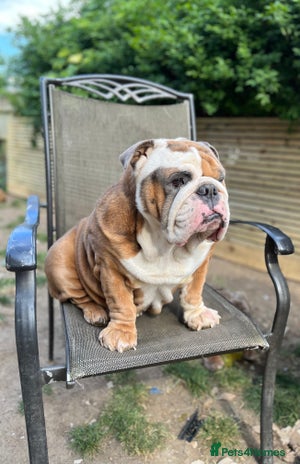 English Bulldog dogs in Margate - Advert 1