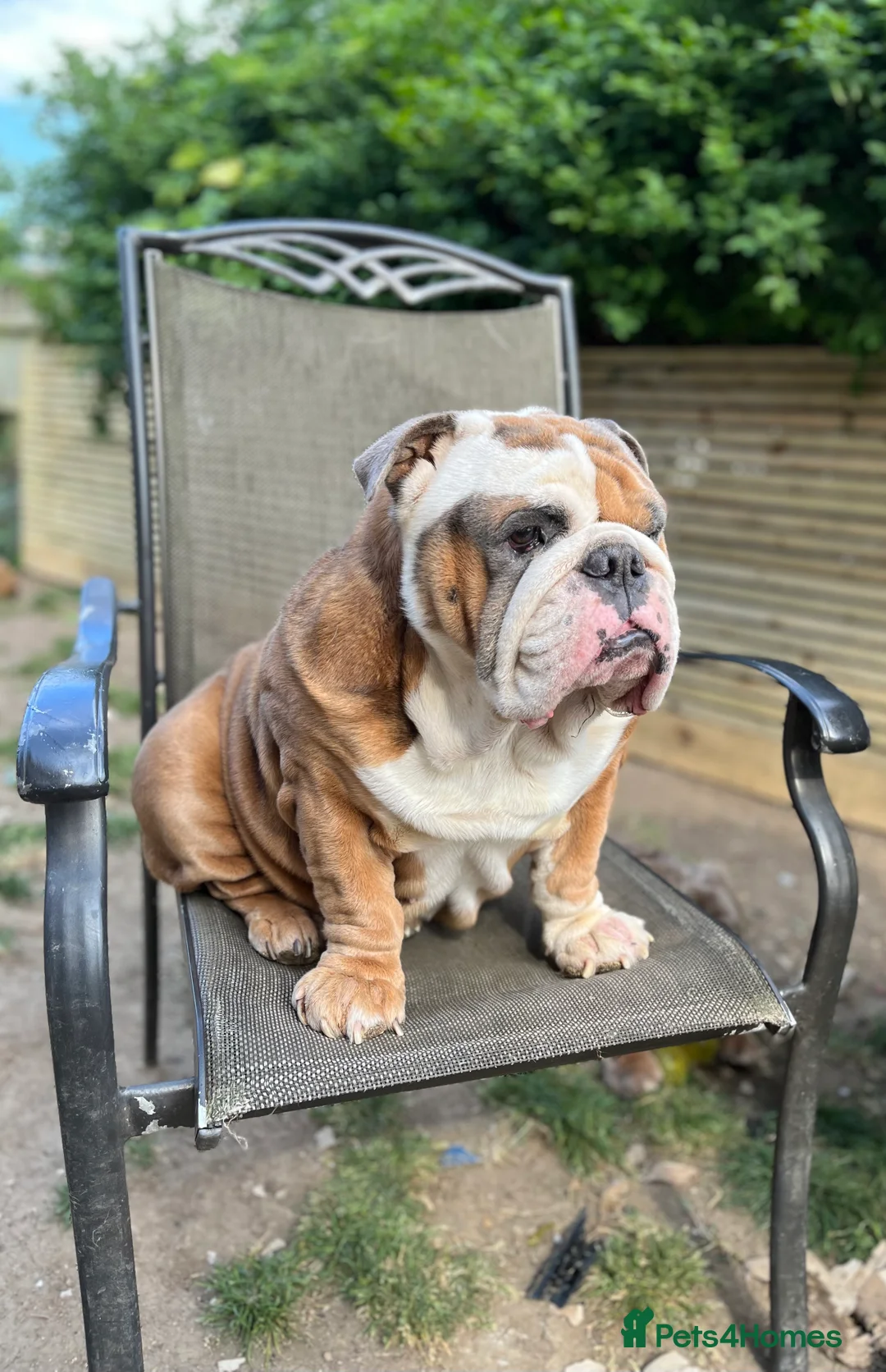 English Bulldog dogs for stud: Beautiful English bulldog for stud  in Margate - Advert 1