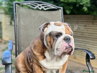 English Bulldog dogs Beautiful English bulldog for stud in Margate - Advert 2