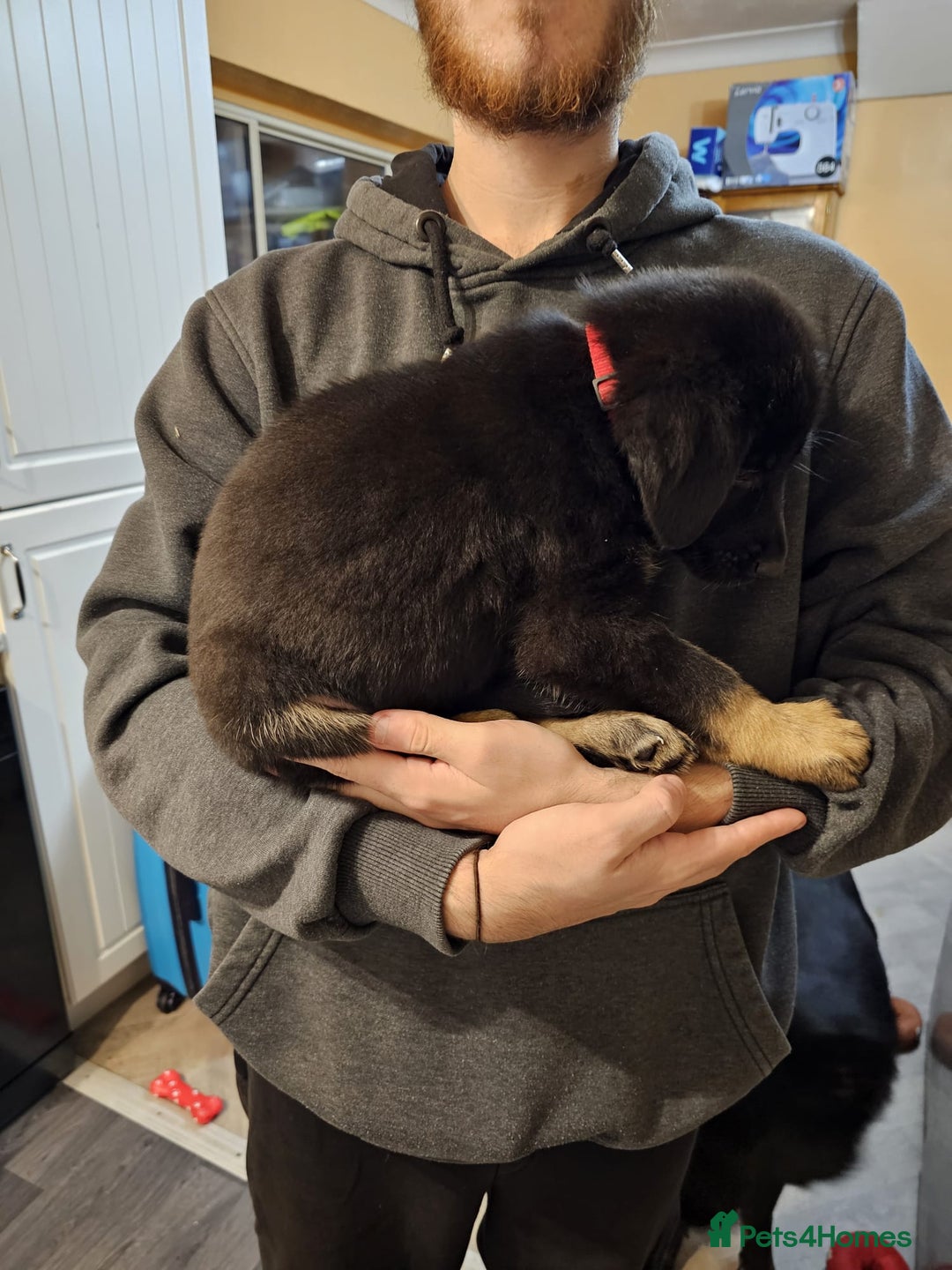 Mixed Breed dogs for sale: German Shepherd x lab pups for sale - Advert 10